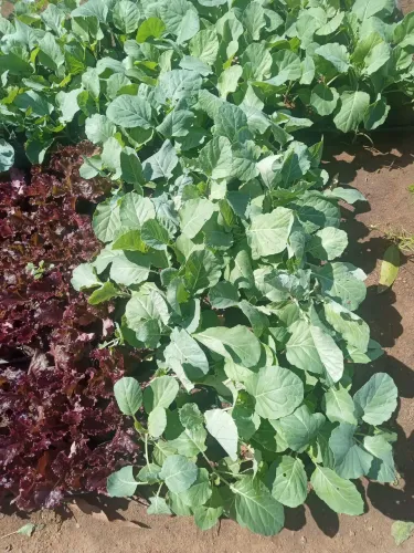 Plantas diversas pra deixa sua casa mas linda