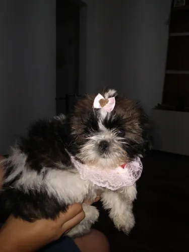 Animais  Shîh Tzu Tatuí 