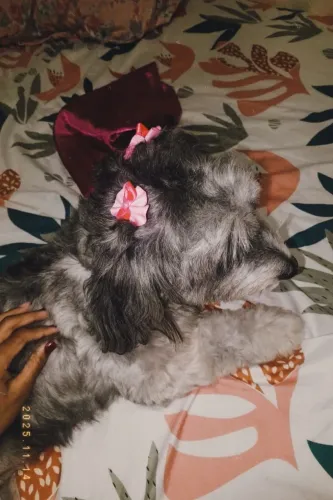 Doação de um cachorro 