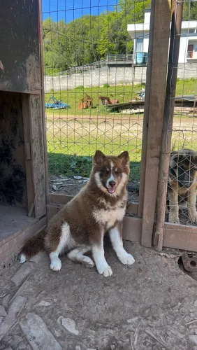Husky siberiano