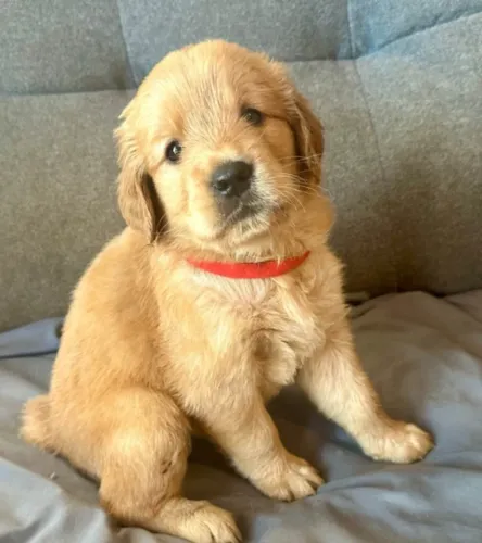 Golden Retriever Filhotes Amorosos e Companheiros.