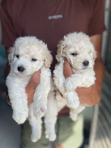 Poodle machos