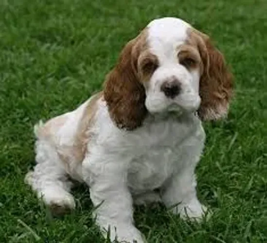 Cocker "Meu lugar favorito é perto de você."