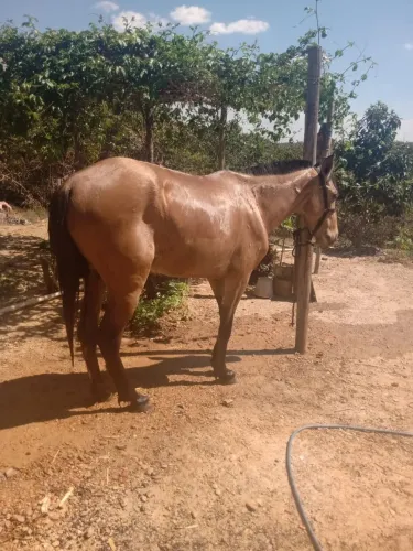Cavalo para venda ou gambira