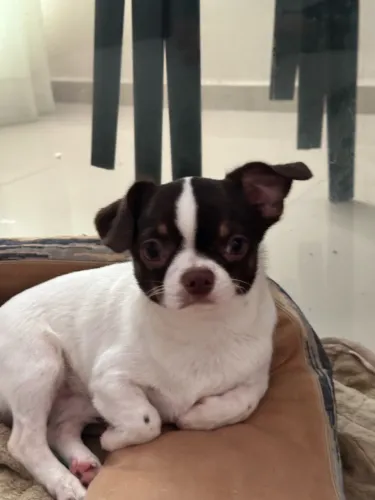Chihuahua Macho busca namorada 