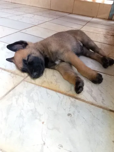 Filhotes de pastor alemão com pastor malinois