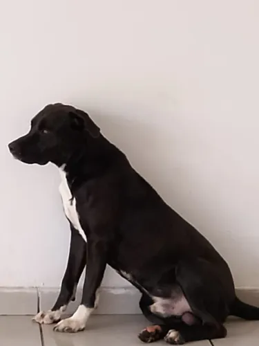 Mistura de Pitbull 