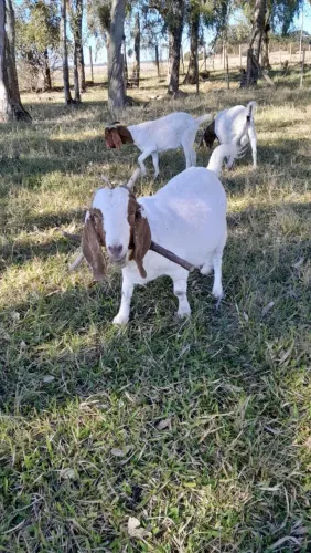 Cabras Boer prenhas