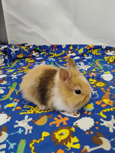 Mini Coelho Mini Lion Head 3x s/juros