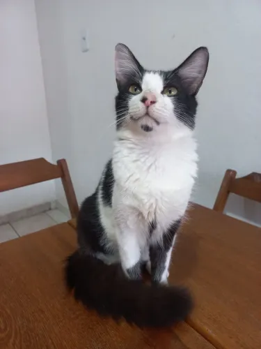 Gato macho para adoção