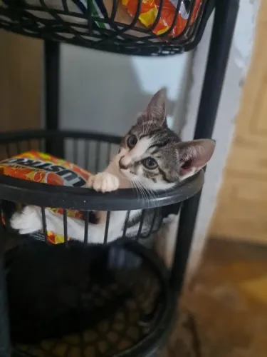 Gato filhote 