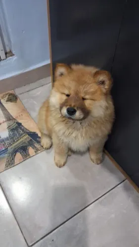 Filhote de Chow Chow fêmea 3 meses