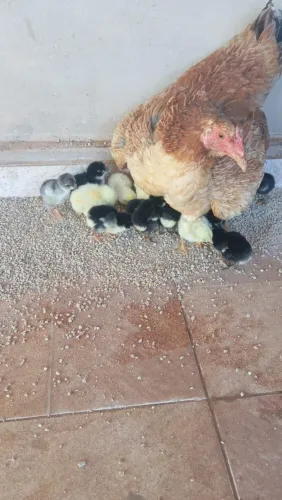 Vendo galinhas caipira mais pintinhos, ANÁPOLIS 