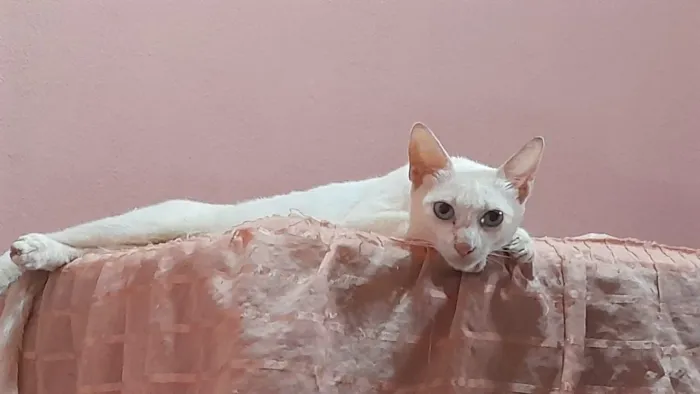 Adoção responsável 