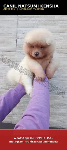 Filhotes de Akita Inu com Pedigree CBKC - Linhagem de Campeão ?