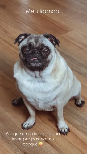 Pug