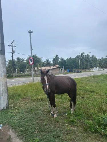 Cavalo