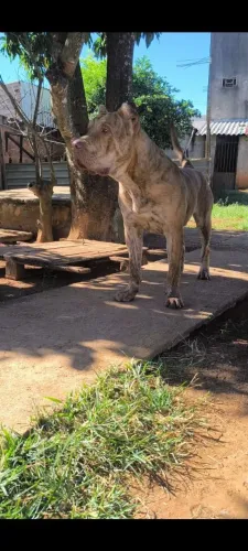 Presa canário macho red nose 1 ano e 3 meses