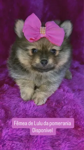Lulu padrão boo com pedigree vacinado