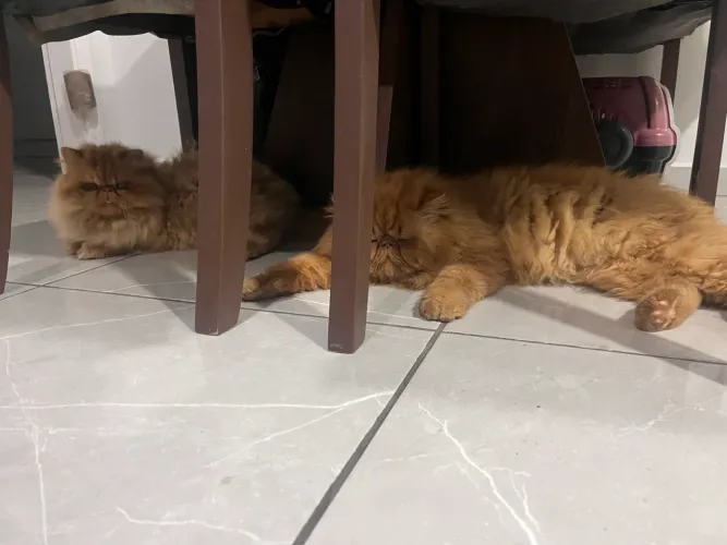 Gato persa adulto pareador