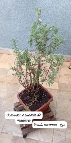 VENDO LAVANDA VASO E SUPORTE