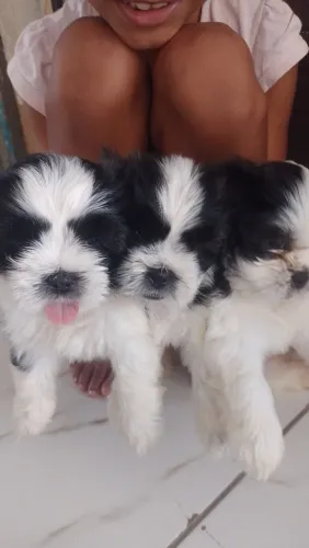 Vendo filhotes de Shitzu. Todas fêmeas. 
