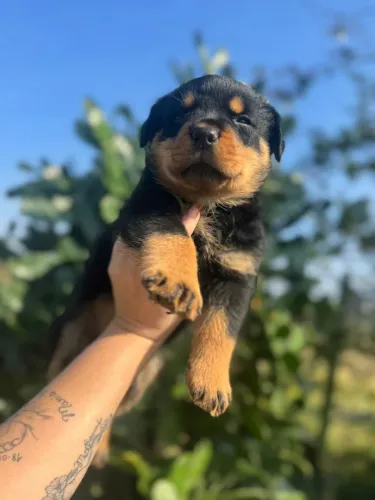 Vendo rottweiler 800 pra ir hoje 