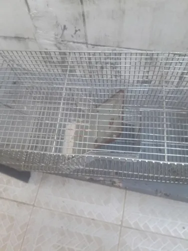 Ratoeira grande 