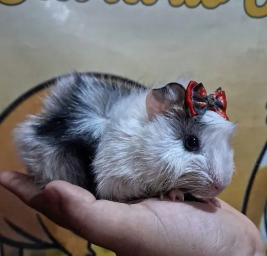 Porquinho da india