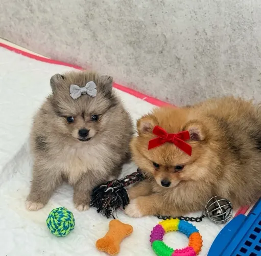 Spitz alemão Lulu da pomerania