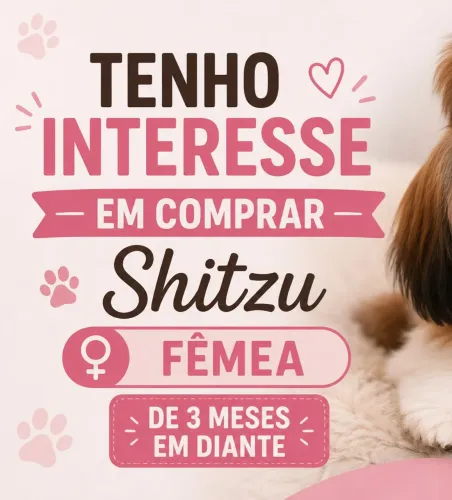 Procuro shitzu femea