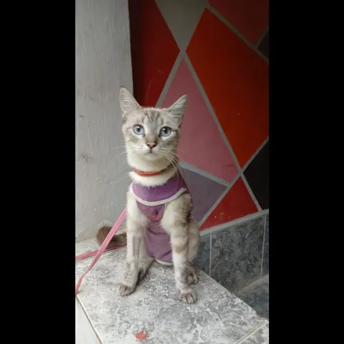 Gata fêmea super dócil 