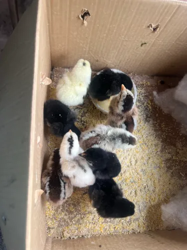 Pintinhos de 3 dias 