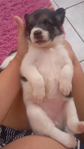 Cachorra Rusky com rottweiler 