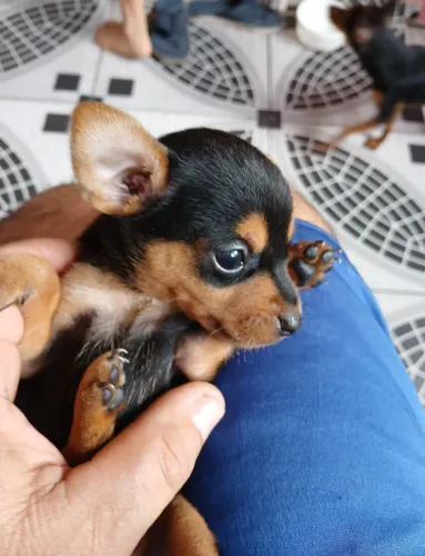 Filhotes de pinscher 0