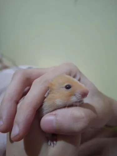 Hamister filhotes 