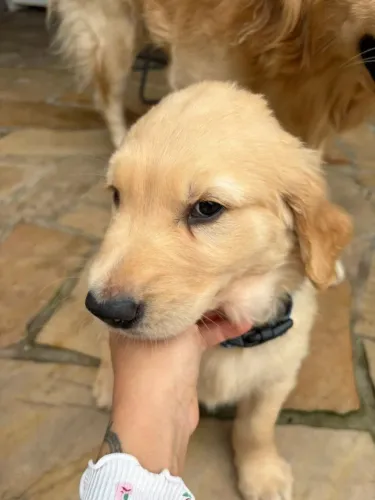 Golden lindo bem peludinho