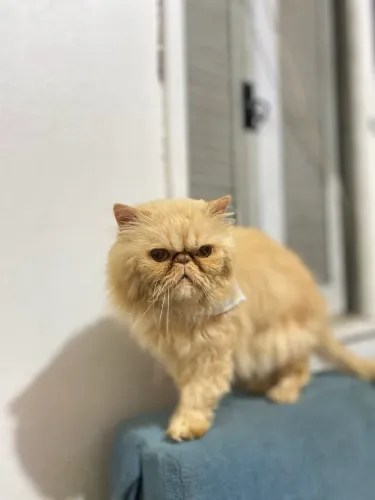 Gato persa macho para cruza