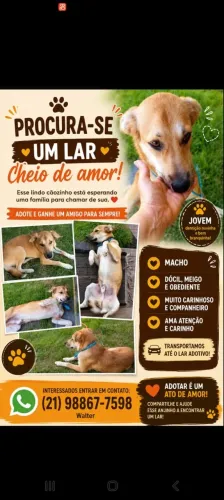 Cachorro pra adoção 