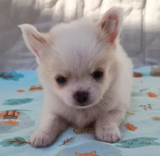 Chihuahua macho e fêmea - Fofura sem limites 