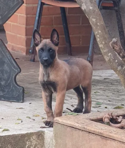 Filhotes de pastor belga de malinois 