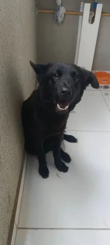 Doação chow-chow com labrador 