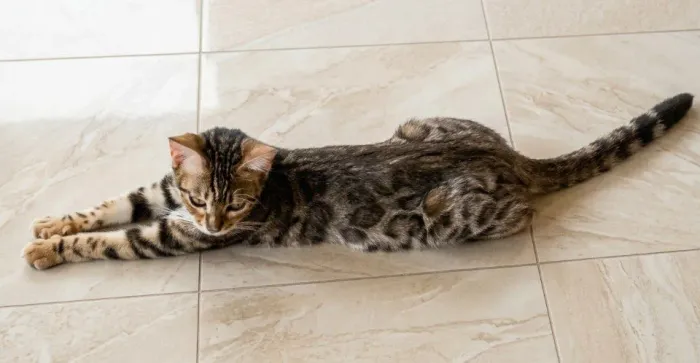 BENGAL c PEDIGREE