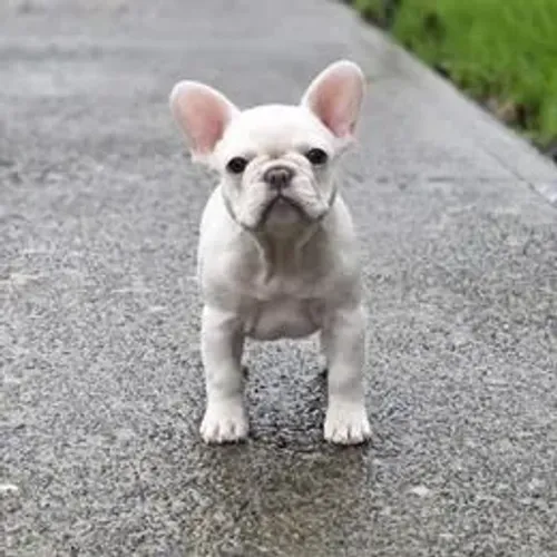 Bulldog Francês,Bulldog Francês Filhote Selecionado com Alta Procedência Familiar