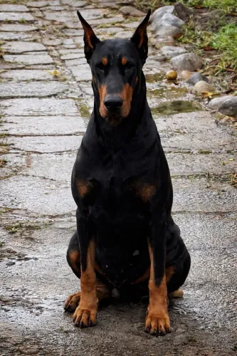 FILHOTES DE DOBERMAN Á VENDA PEDIGREE CBKC