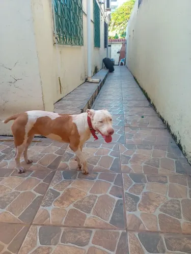 Vendo Pitbull fêmea bem dócil com 10 meses 