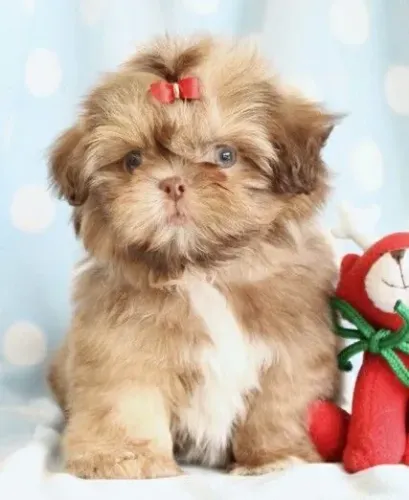 Shihtzu exótica olhos verdes e focinho fígado