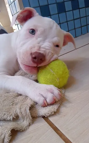 Filhote Pitbull fêmea