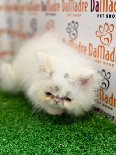 Gato Persa
