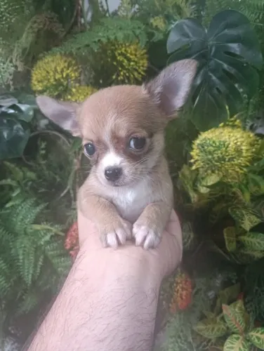 Vende Chihuahuas